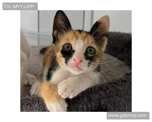 猫咪踢足球大赛精彩瞬间集锦让你捧腹大笑的明星视频合集 猫咪踢足球大赛精彩瞬间集锦让你捧腹大笑的明星视频合集